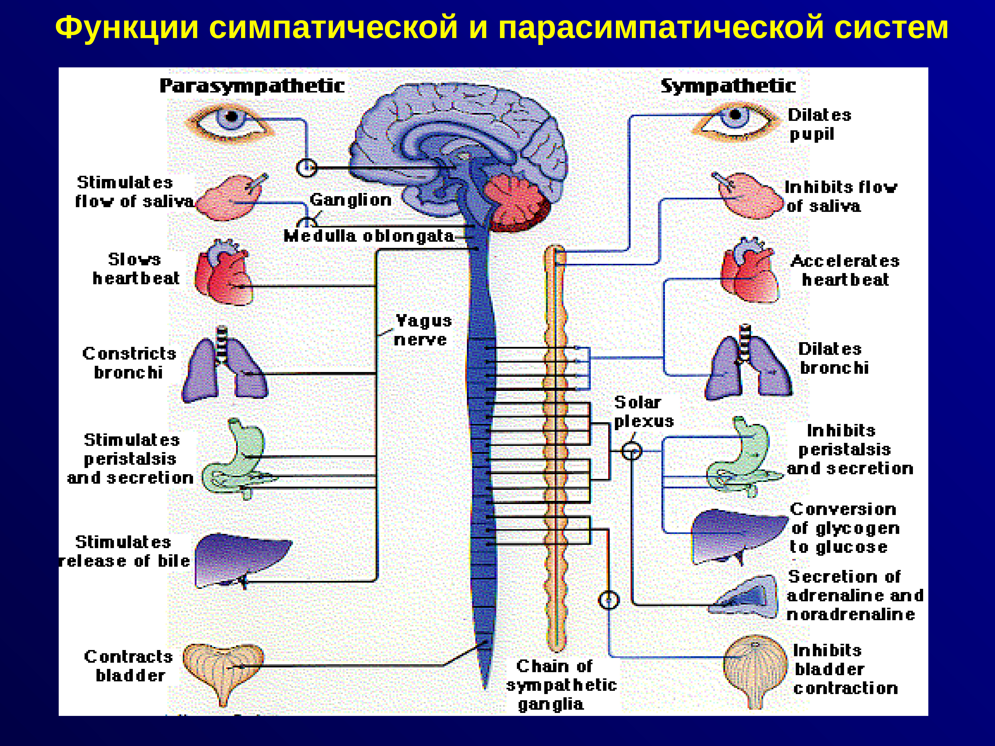 Медитация вегетативной системы. Вегетативная нервная система человека. Симпатическая и парасимпатическая нервная система. Autonomic nervous System. Вегетативная нервная система плакат.