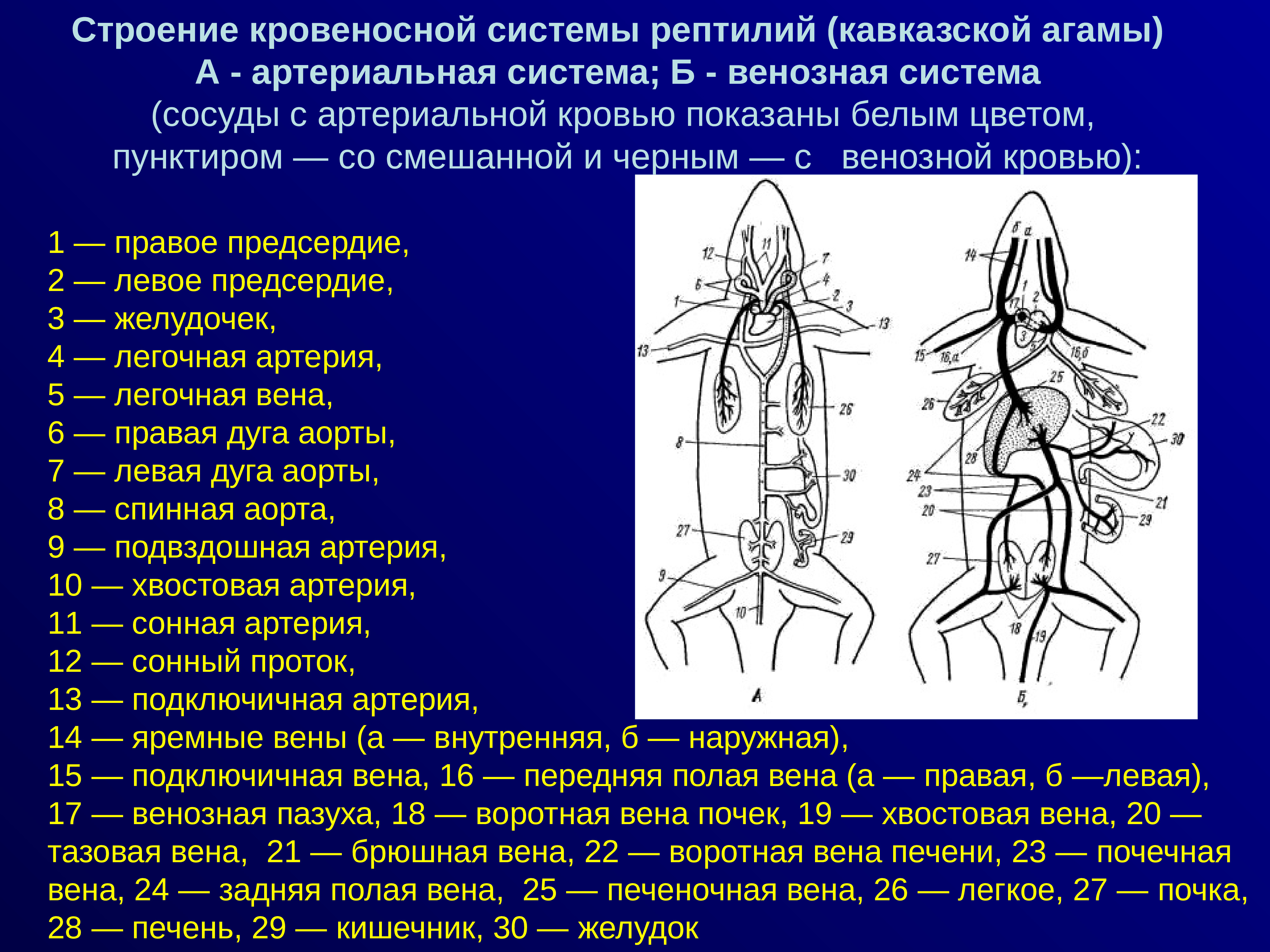 Кровеносная система рептилий схема