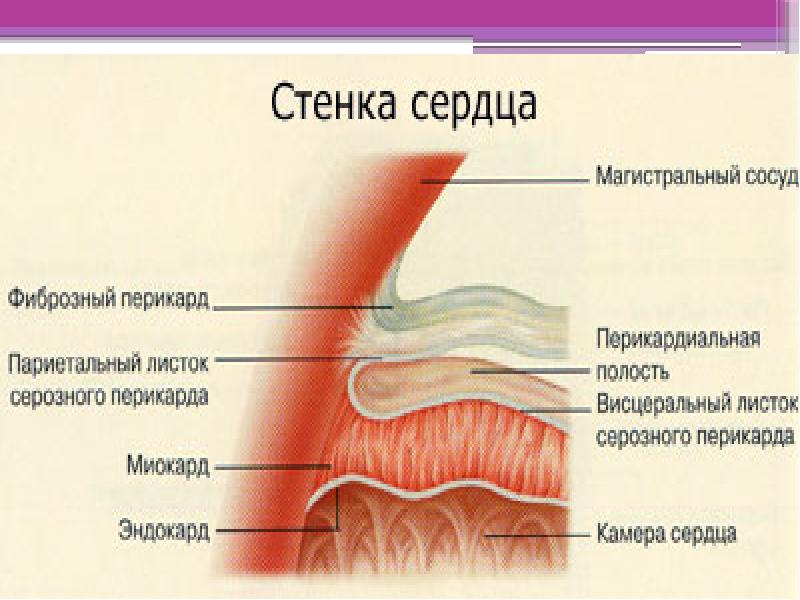 Стенки перикарда