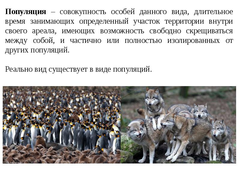 Особь вид популяция. Особь популяция вид. Популяция это совокупность. Особь популяция сообщество. Популяция это совокупность особей одного вида длительно.