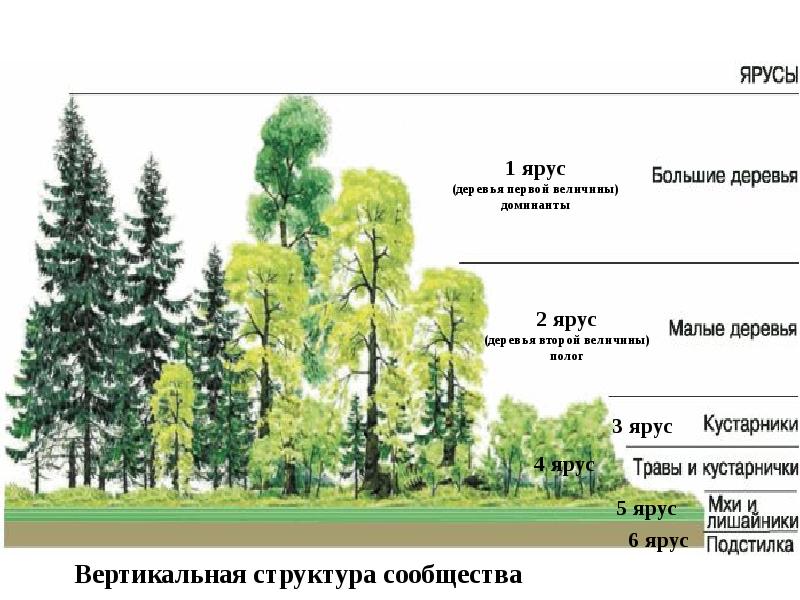 Из скольких ярусов. Ярусность деревьев. Первый ярус деревьев. Деревья 1 яруса. Деревья второй величины.