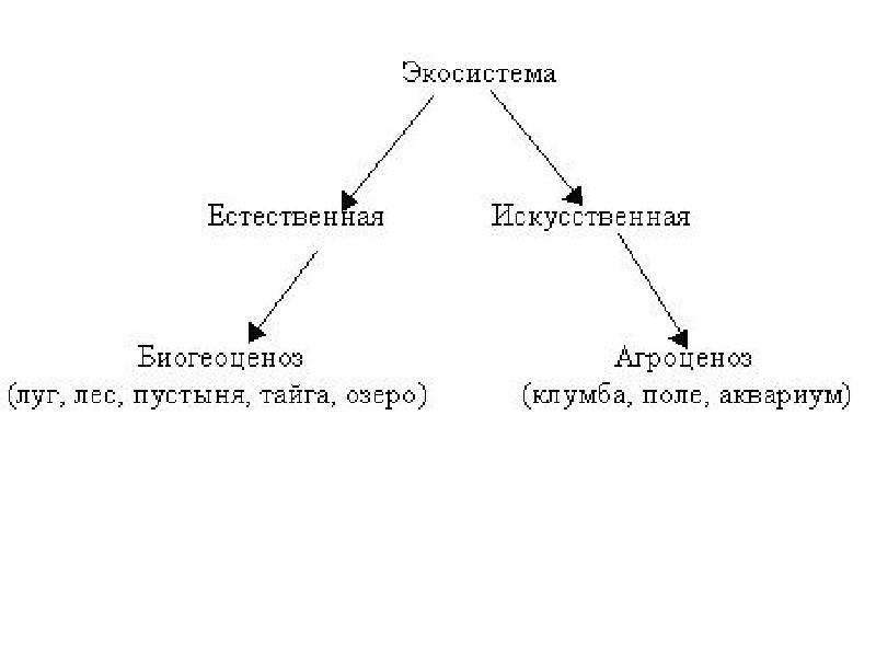 Форма взаимоотношений бактерий. Формы взаимоотношений бактерий с другими живыми организмами схема. Естественные и искусственные экосистемы. Формы взаимоотношений бактерий с другими живыми организмами схема 20. Биогеоценоз леса.