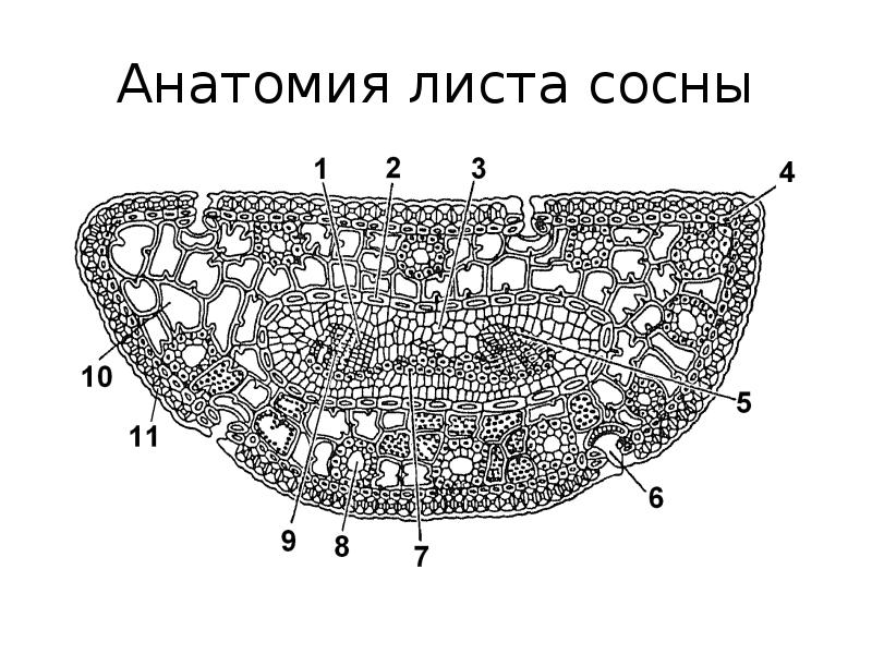 Выберите цифру которой обозначена на рисунке паренхима