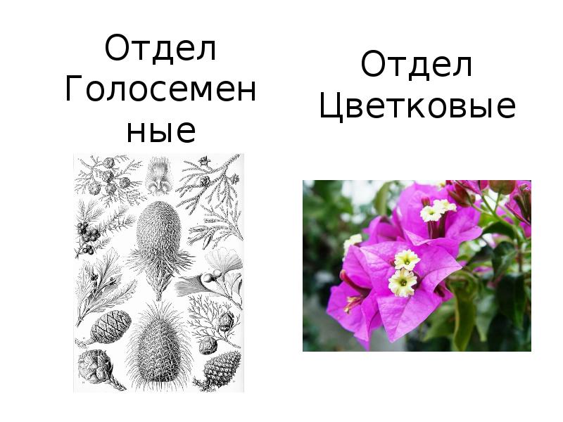 Семенные растения примеры 6 класс. Многообразие семенных растений. Семенные растения названия растений. Семенные растения презентация. Представители семенных растений.