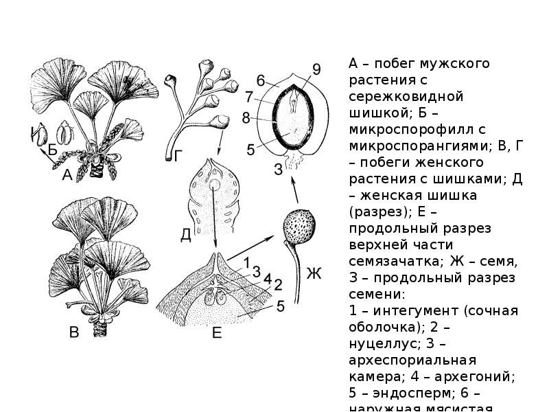 Семенные растения примеры