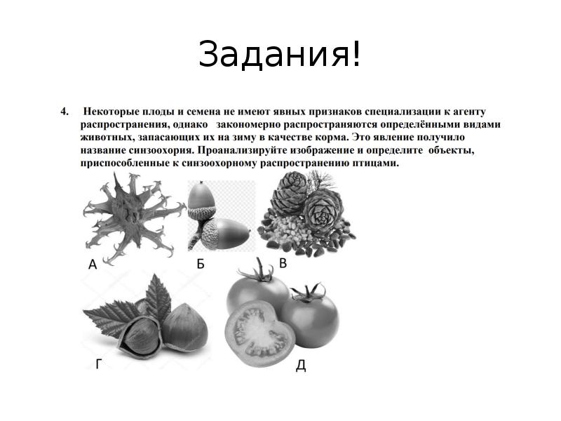 Презентация семенные растения 5 класс