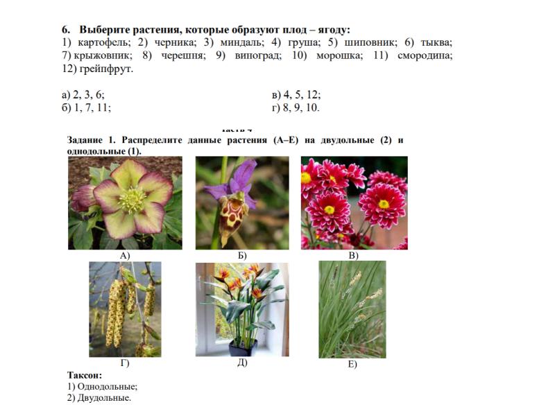 Презентация семенные растения 5 класс