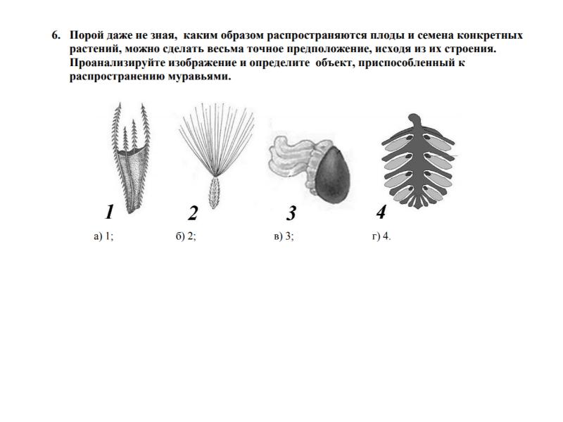 Презентация семенные растения