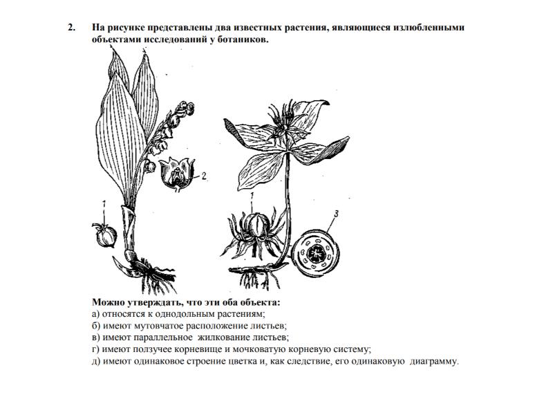 Рассмотрите рисунок строение высших семенных растений