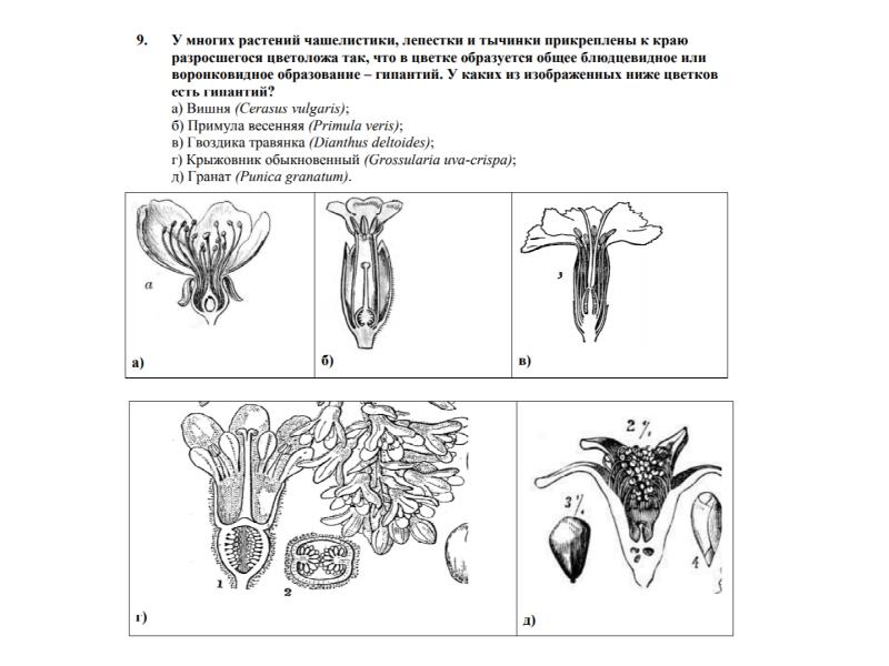 Диаграмма цветка голосеменных растений