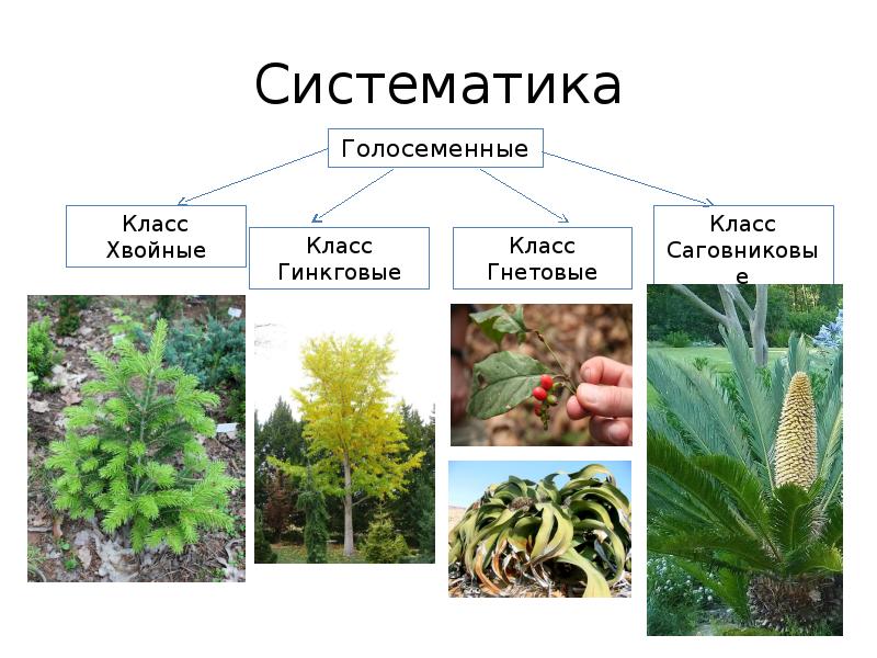 Презентация семенные растения 5 класс биология