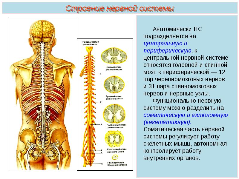 Общий план строения спинного мозга человека