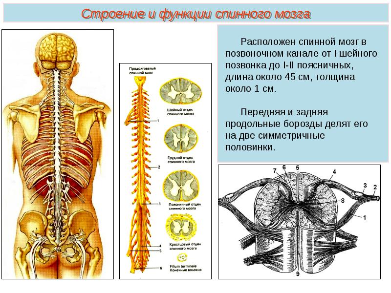 Презентация по биологии 8 класс спинной мозг