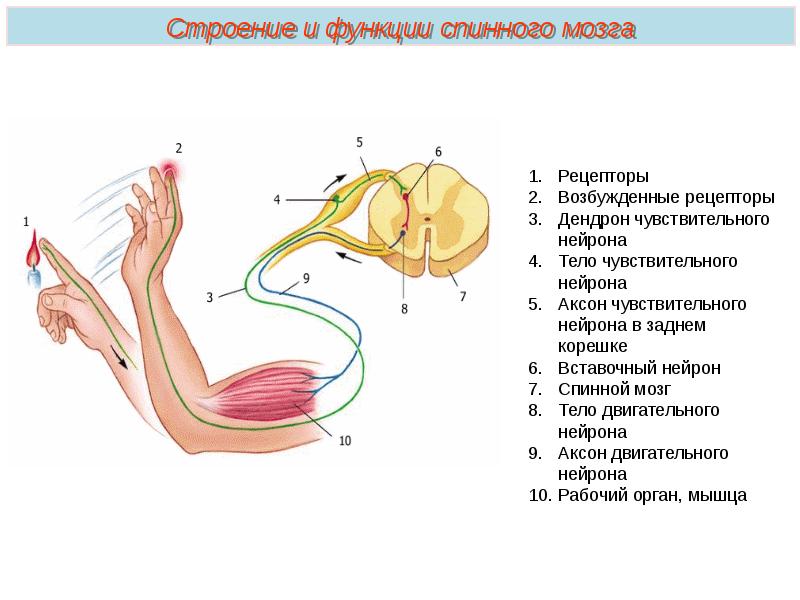 Презентация по теме спинной мозг биология 8 класс