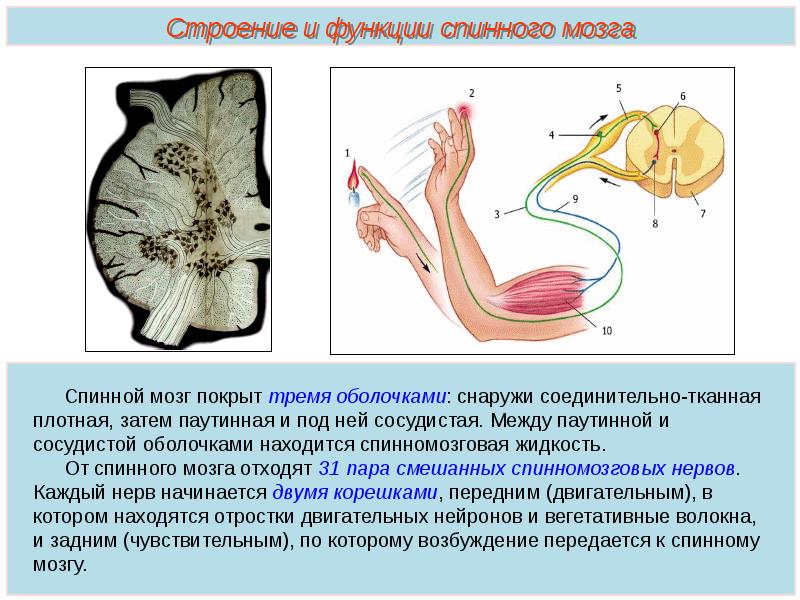 Нервная система человека презентация пименов