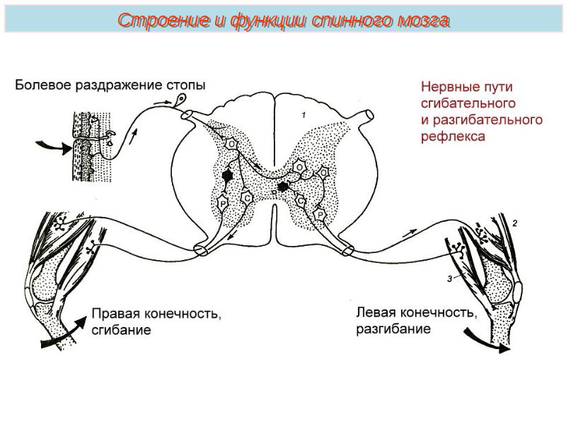 Презентация нервная система пименов