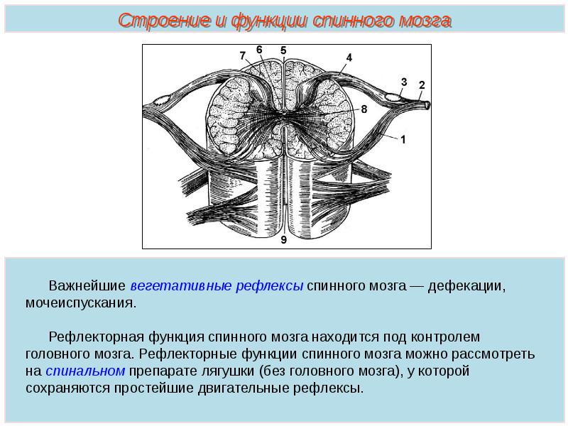 Презентация тема спинной мозг