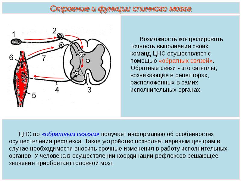 Спинной мозг строение и функции презентация