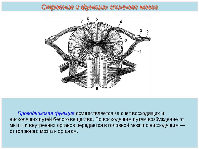 Схема спинного мозга человека