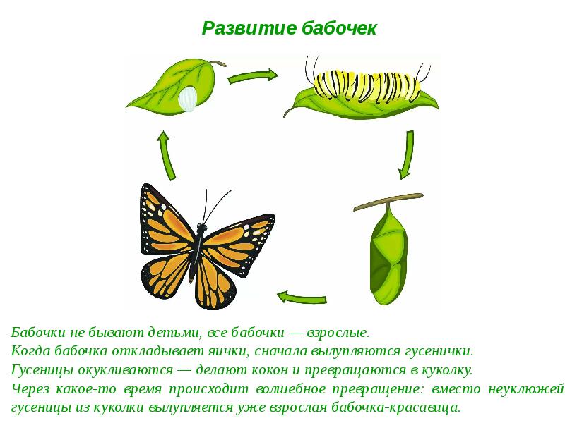 Презентация превращение гусеницы в бабочку для дошкольников