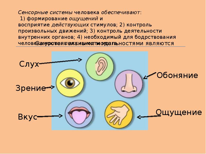 Сенсорная система картинки