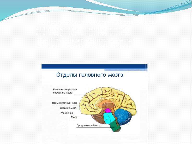 Al brain. Строение головного мозга для детей. Логопедия головной мозг отделы головного. Процессы происходящие в головном мозге.