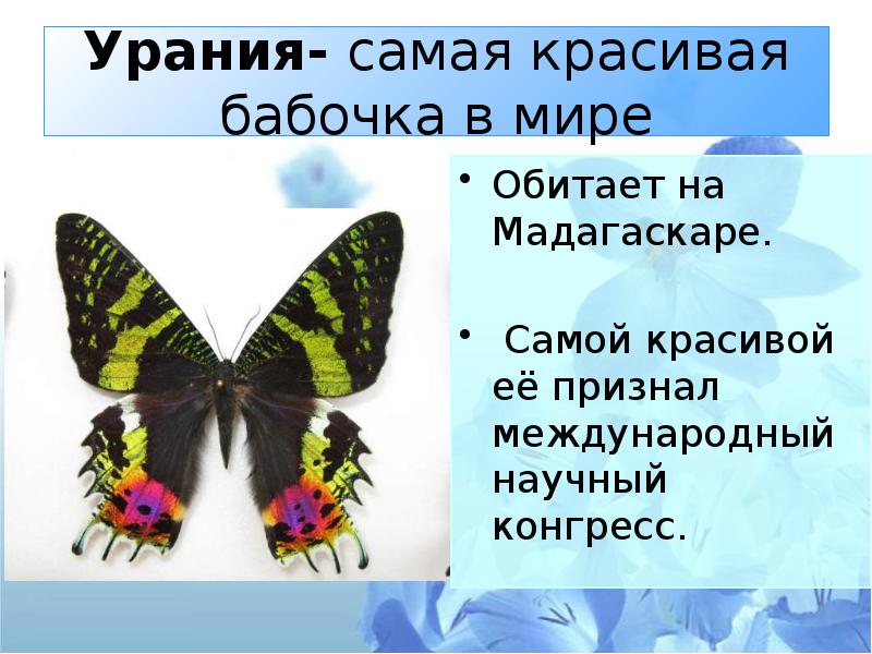 Бабочки презентация 1 класс