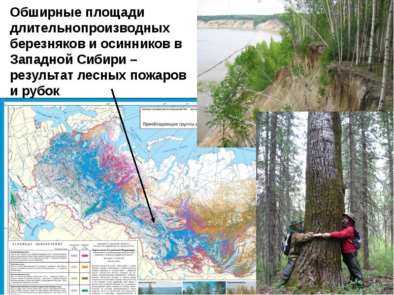 Проект лесные пожары экологические изменения среды