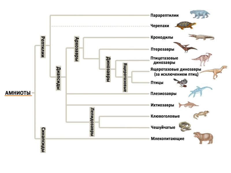 Филогения млекопитающих схема