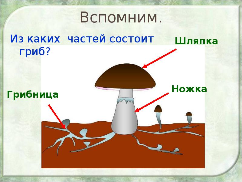 Из чего состоит гриб картинки