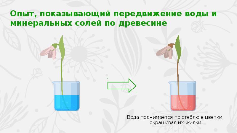 Презентация 6 класс передвижение воды и питательных веществ в растении 6 класс