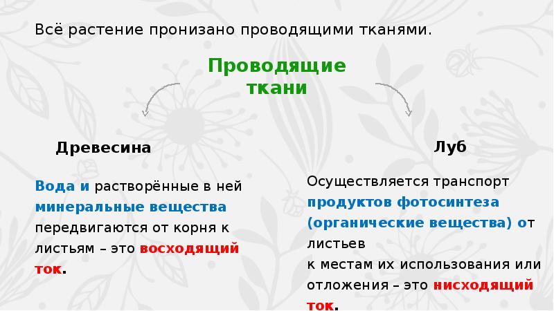 Передвижение воды и питательных веществ в растении 6 класс презентация