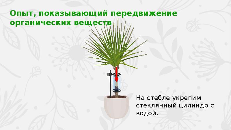 Передвижение воды и питательных веществ в растении 6 класс презентация