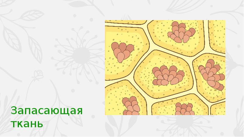 Накопление резервов питательных веществ рисунок