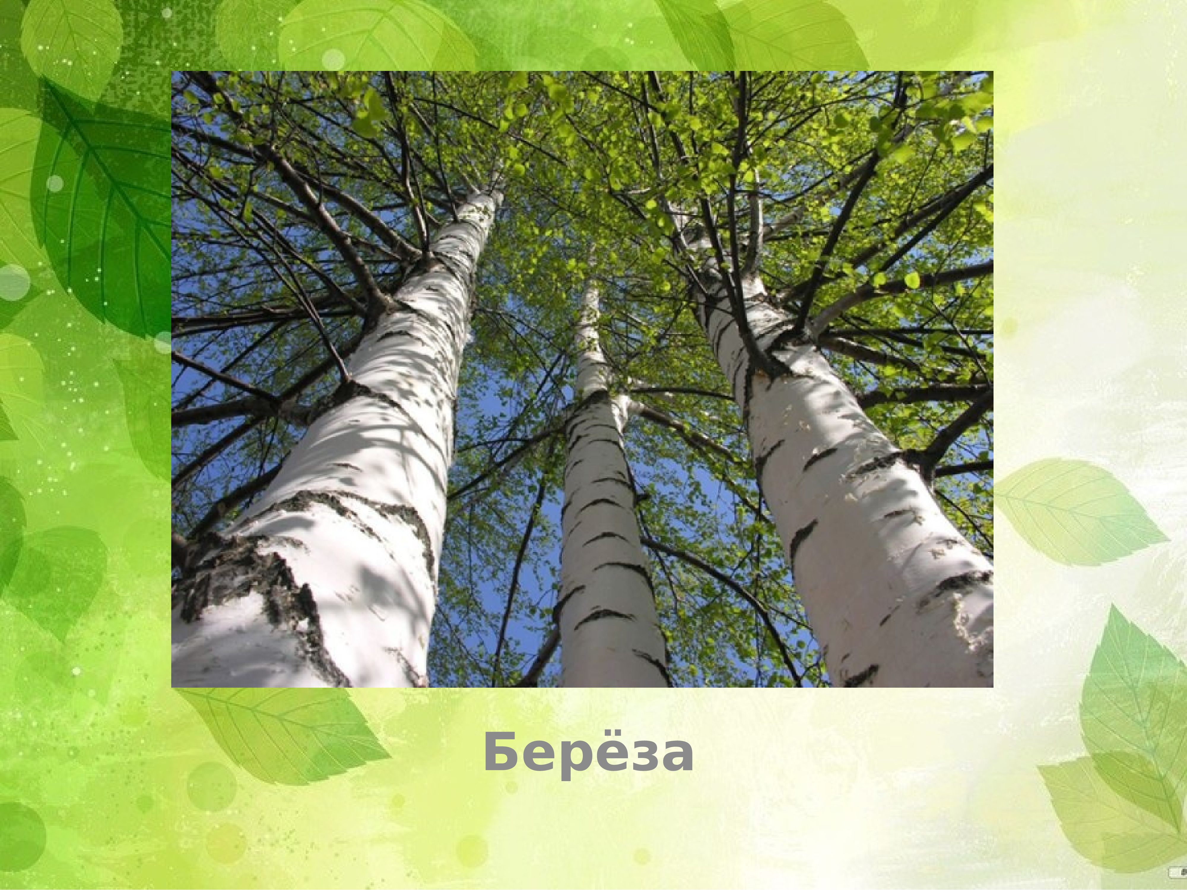 Береза летом явление природы. Береза. береза 20 лет. березка 20.