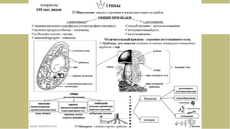 Подготовка к егэ биология презентация егэ