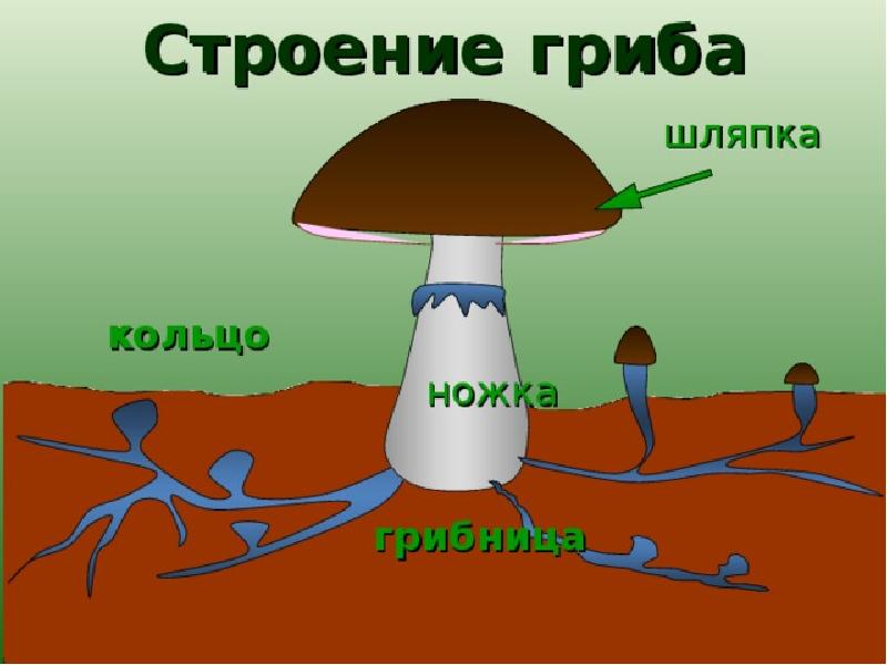 Строение гриба 3 класс окружающий мир рисунок