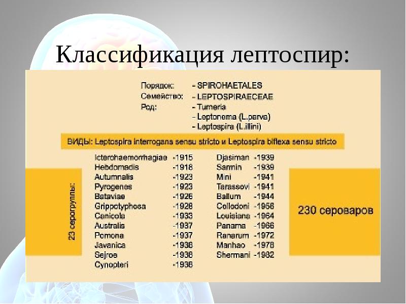 Тема 25. Классификация лептоспир. Лептоспиры систематика. Лептоспироз классификация. Таксономия лептоспир.