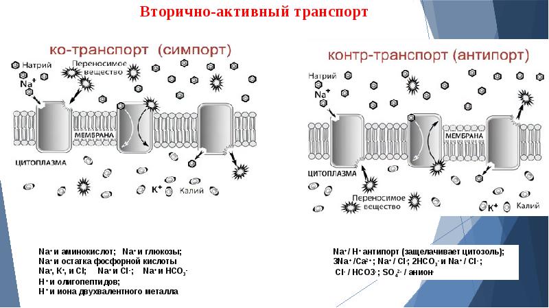 Транспорт натрия активный транспорт