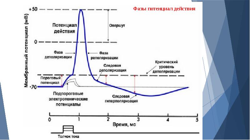 Потенциал действия физиология презентация