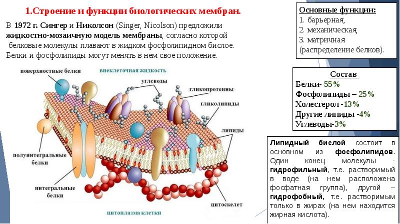 Функции биологических мембран презентация