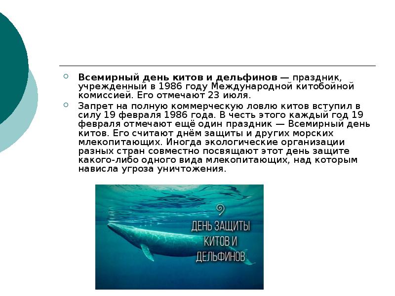 Презентация по биологии на тему китообразные