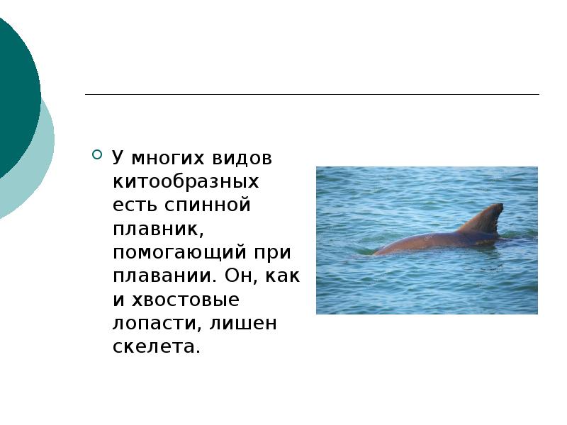 Если сравнить сердца у китообразных. Если сравнить сердца у китообразных