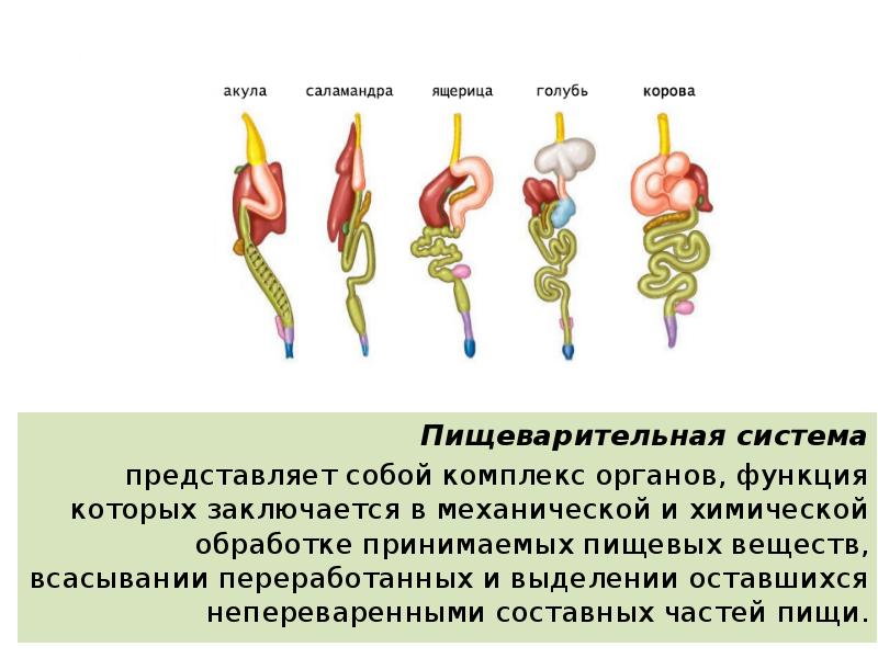 Развитие систем органов у позвоночных животных в процессе эволюции презентация 9 класс