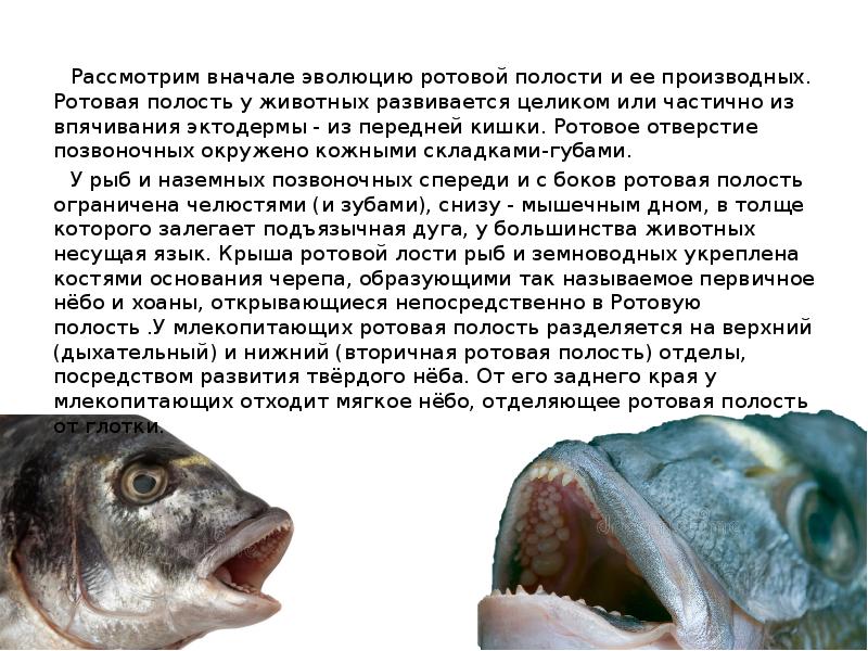 Рассмотрим вначале эволюцию ротовой полости и ее производных. Ротовая полость у