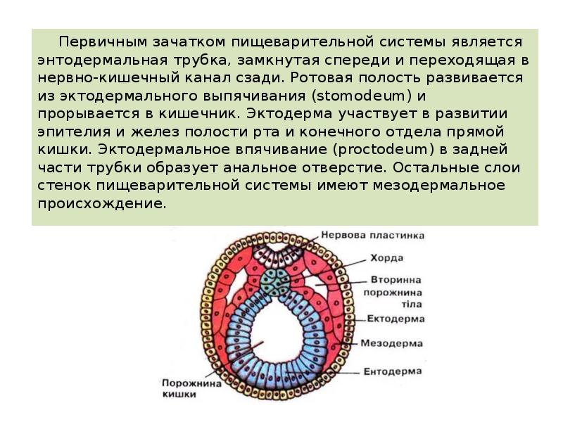 Первичным зачатком пищеварительной системы является энтодермальная трубка, замкнутая спереди и переходящая