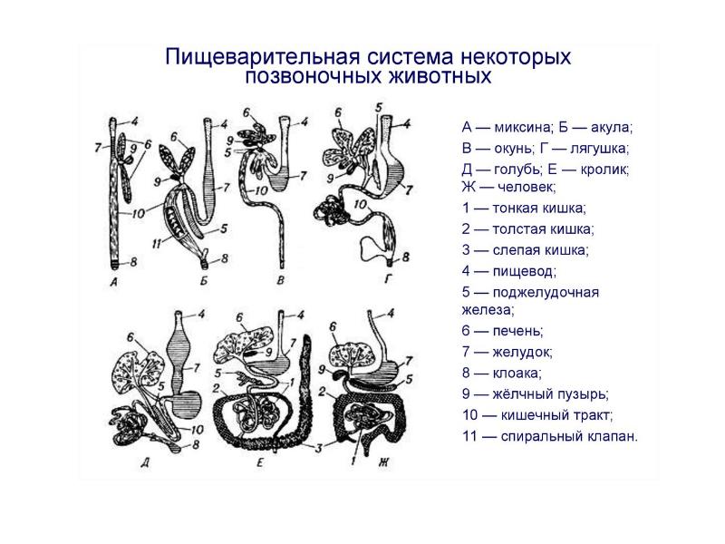 Эволюция пищеварительной системы презентация