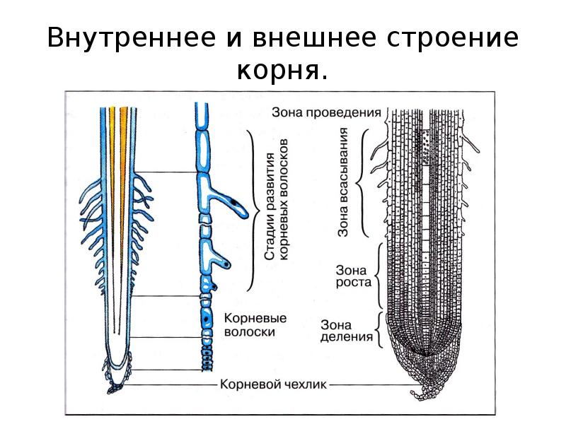 Зоны корня картинка егэ