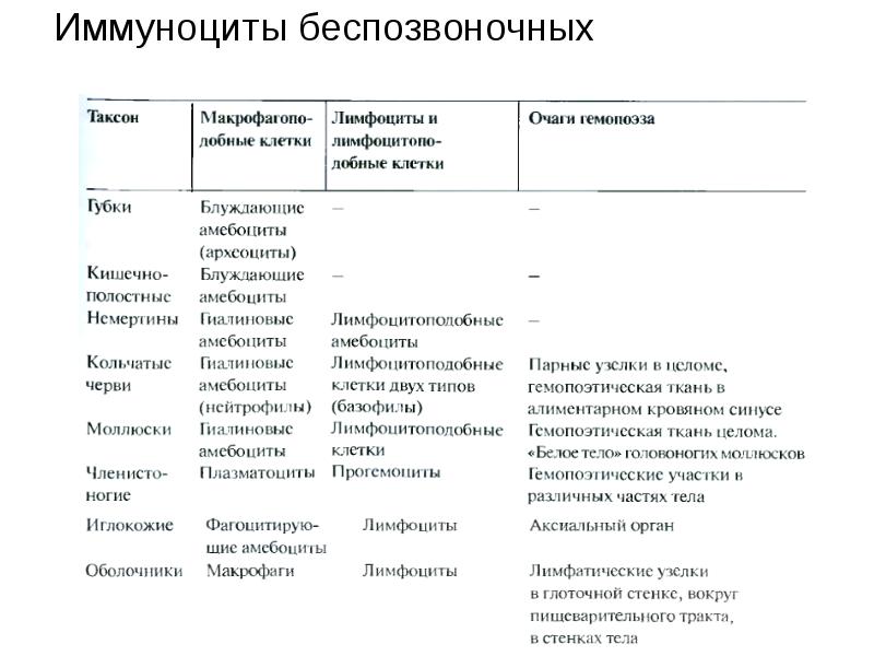 Назовите и охарактеризуйте эффекторные иммуноциты. Классификация и характеристика иммуноцитов. Иммуноциты классификация. Иммуноциты. Иммуноциты классификация.
