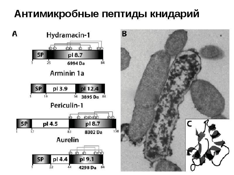 Антимикробные пептиды иммунология презентация